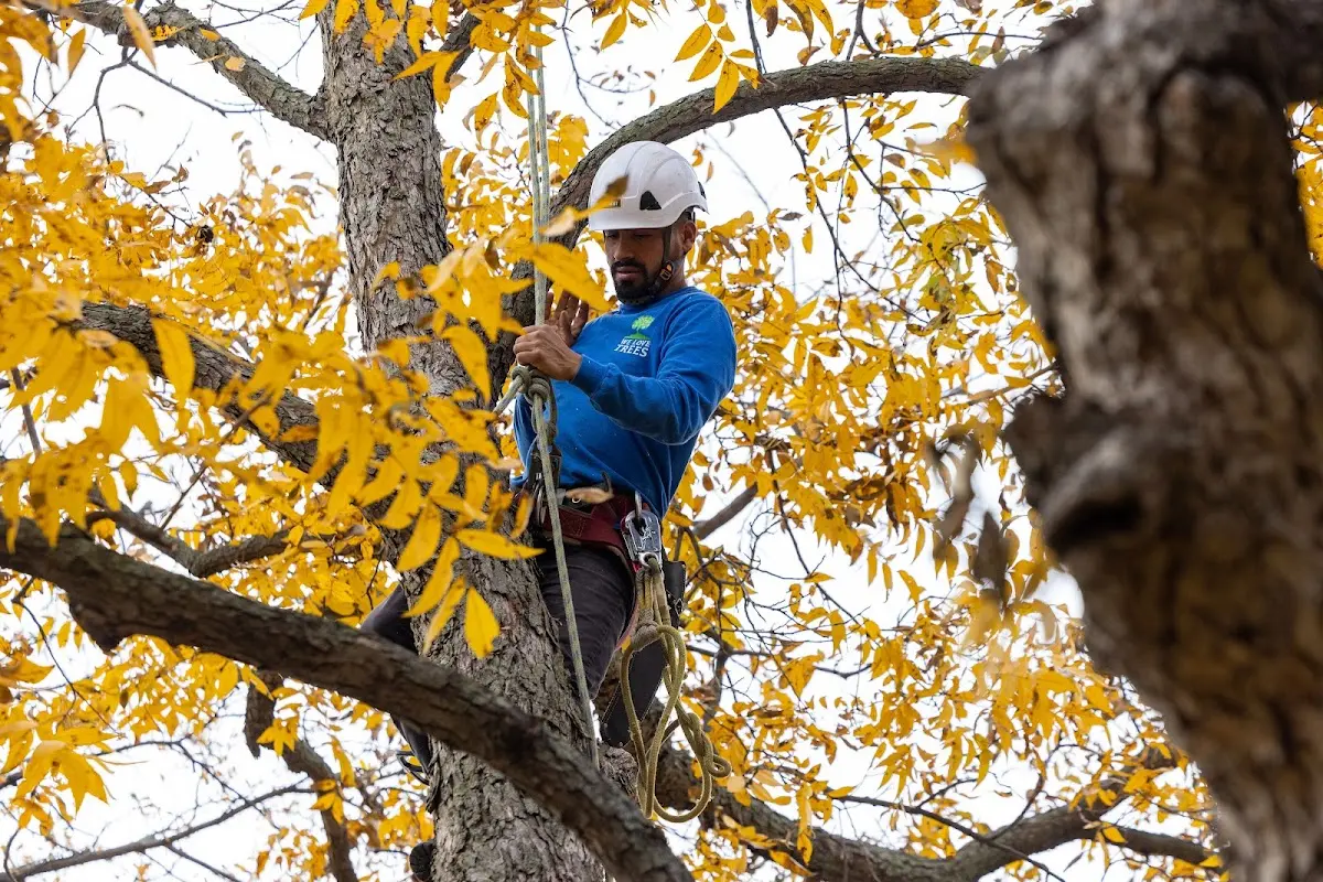 Skilled Tree Trimming crew working in Sleepy Eye
