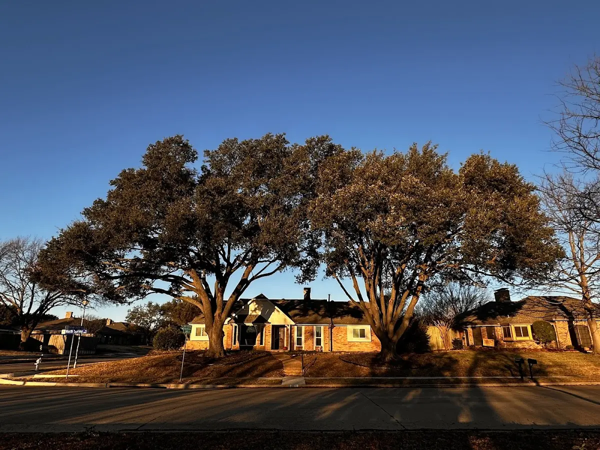 Established residential canopy tree shading a home in Sleepy Eye
